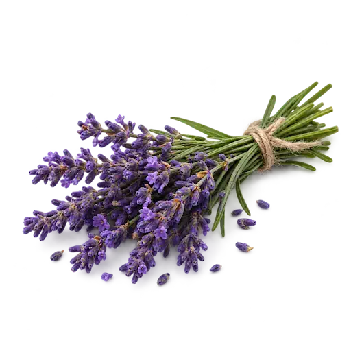 Lavendel